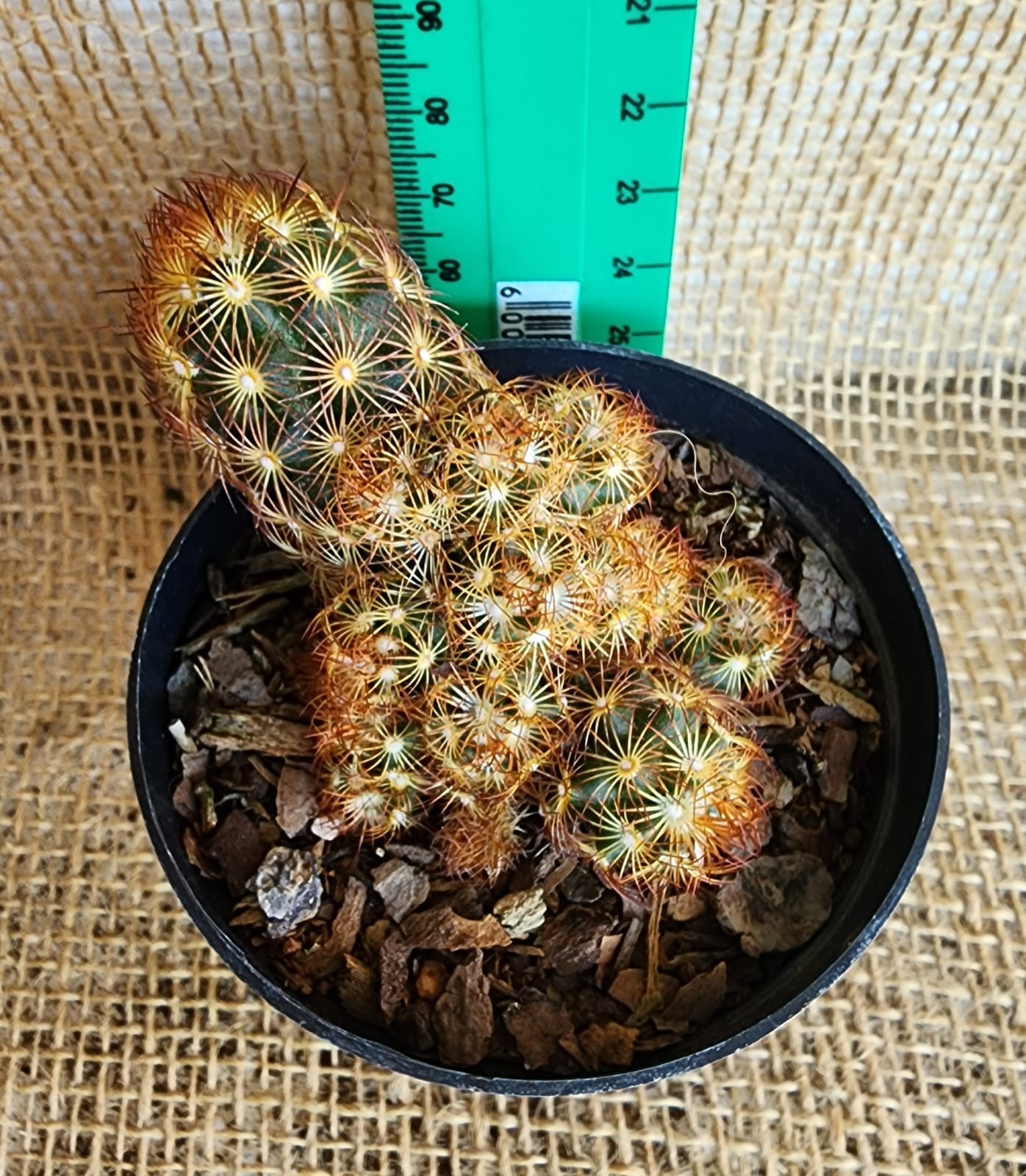 Mammillaria Elongata Yolo Auto Find