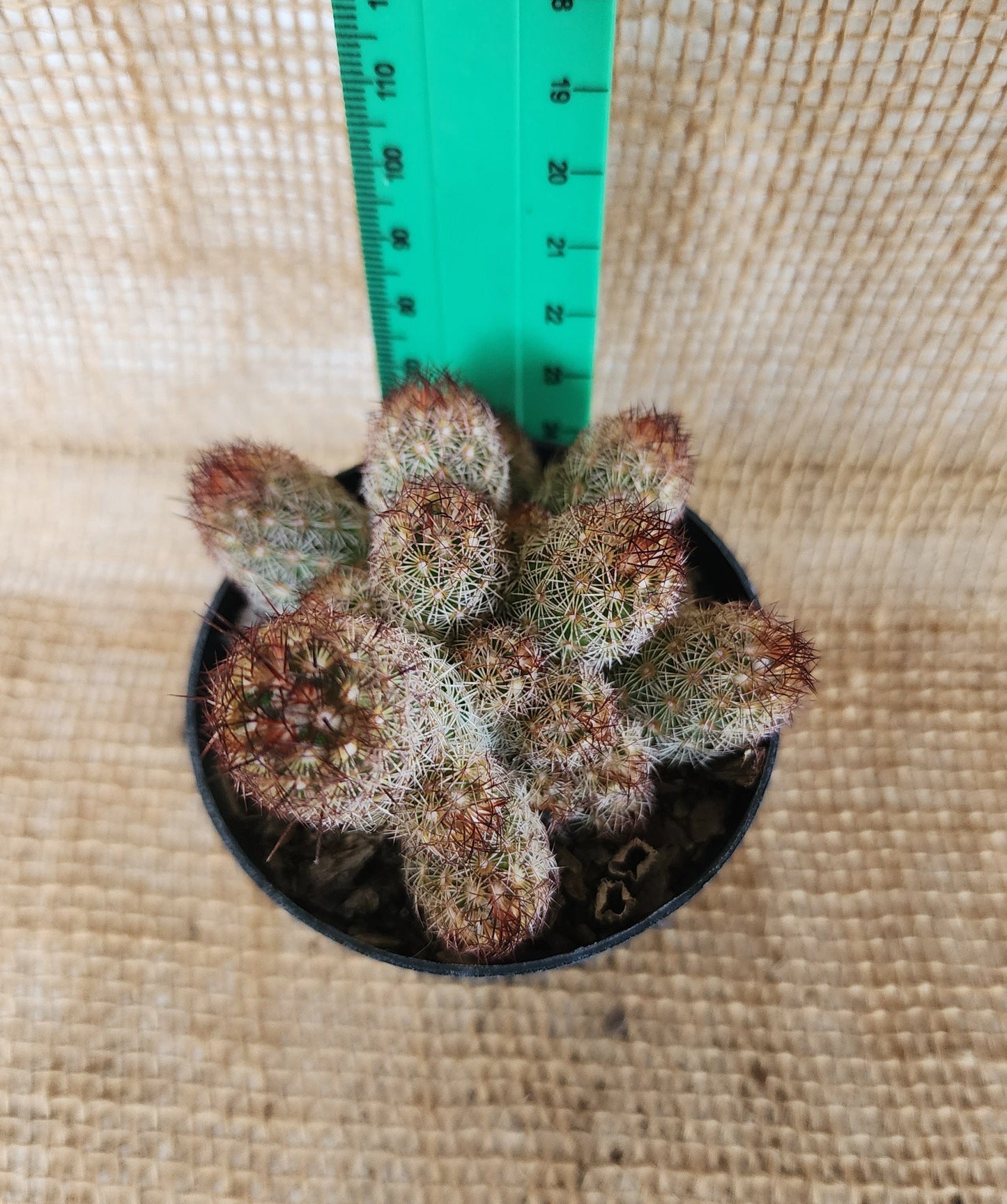 Mammillaria Elongata Yolo Auto Find