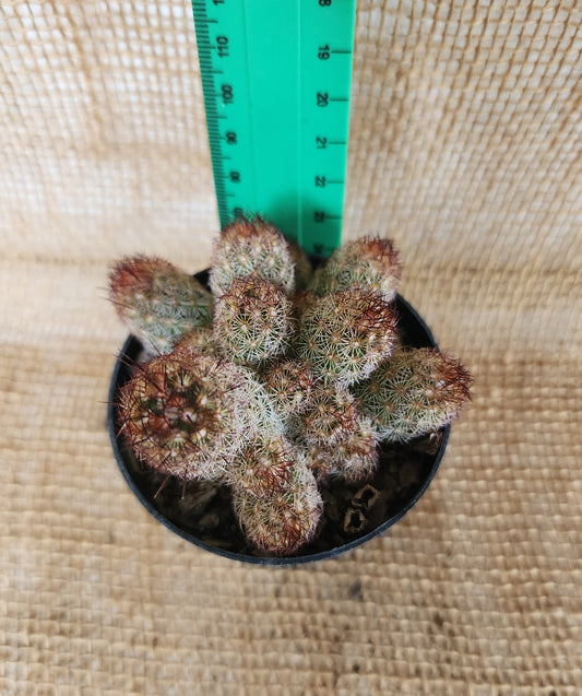 Mammillaria Elongata Yolo Auto Find