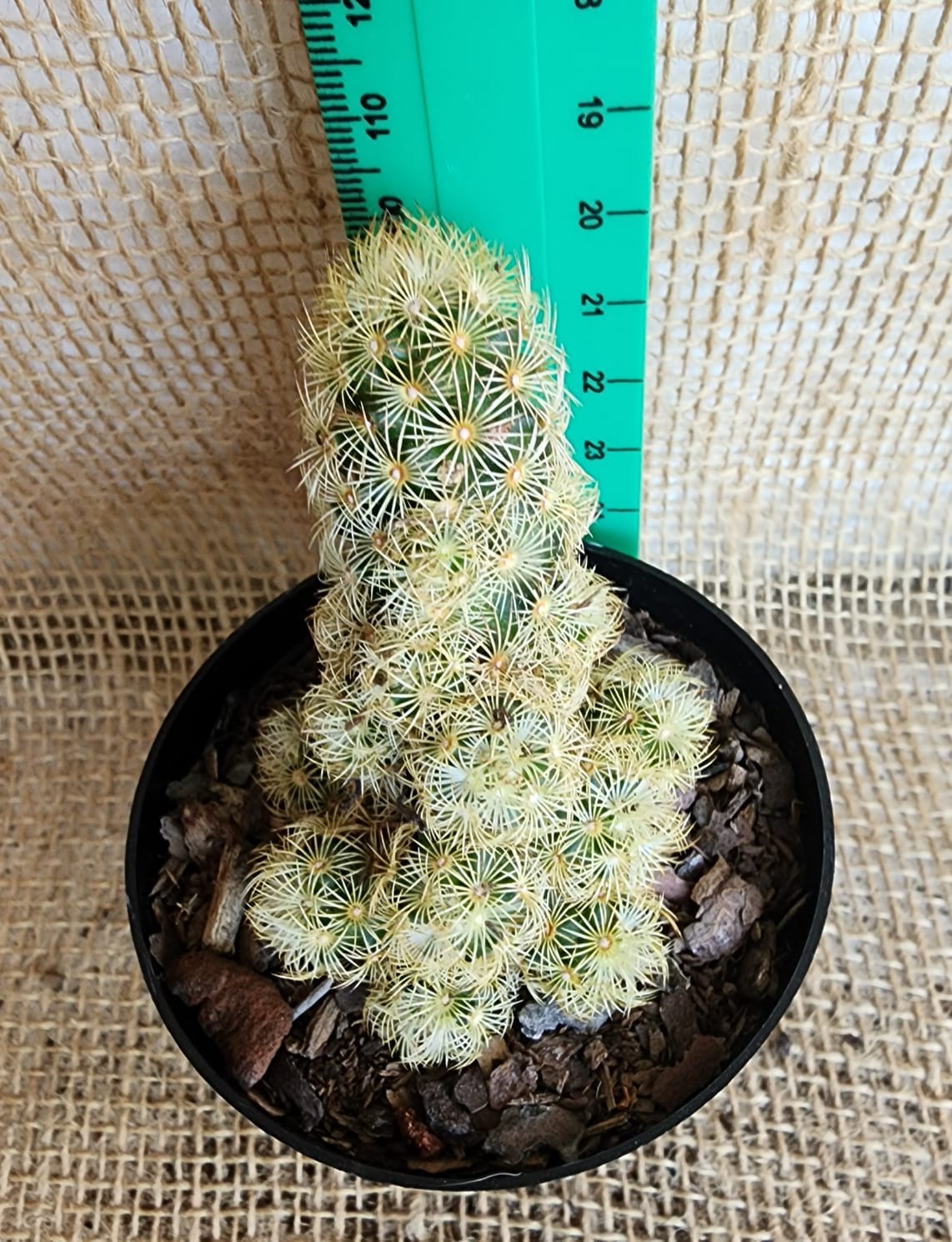 Mammillaria Elongata Yolo Auto Find