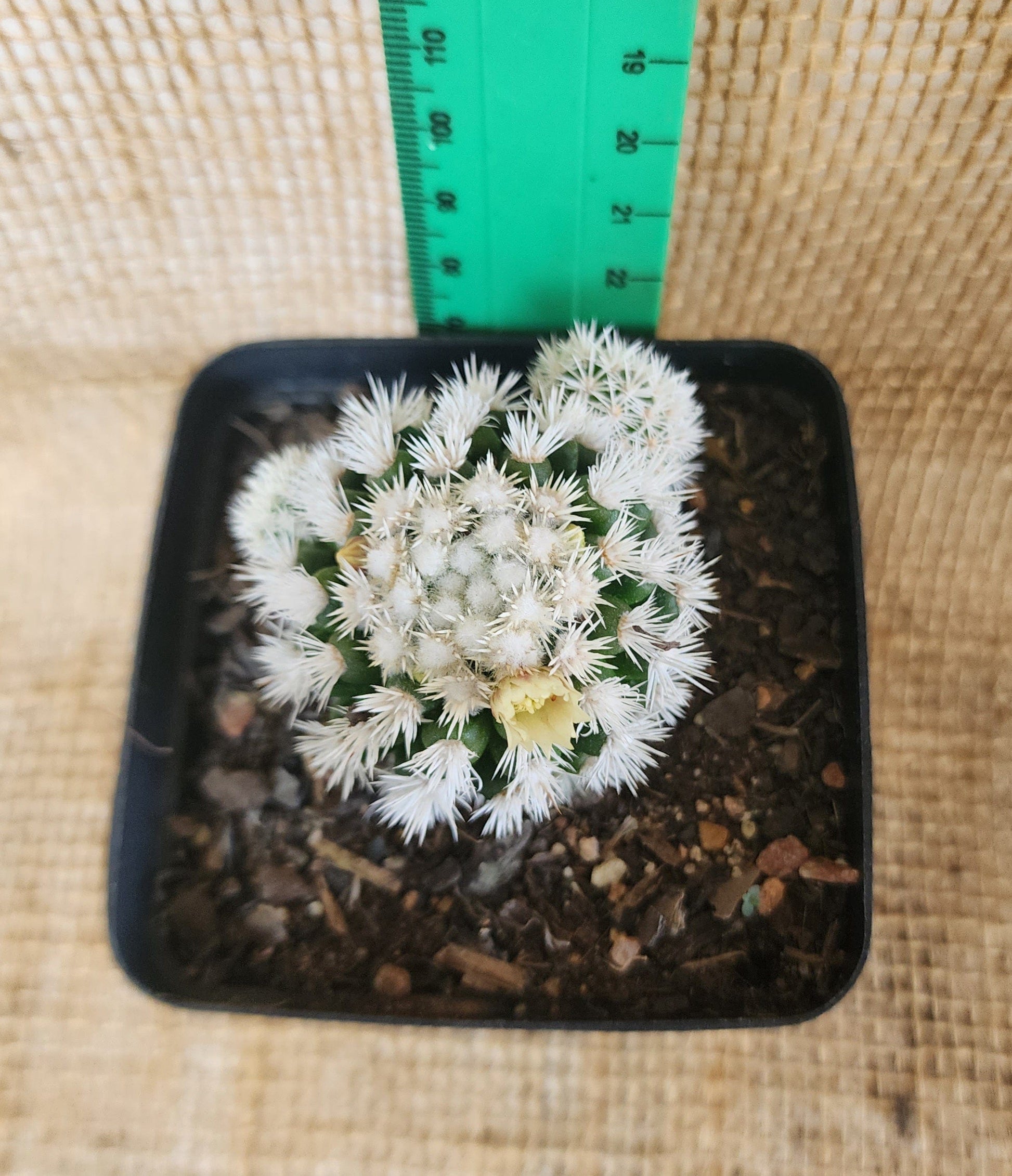 Mammillaria Gracilis Arizona (Snowcap) Yolo Auto Find