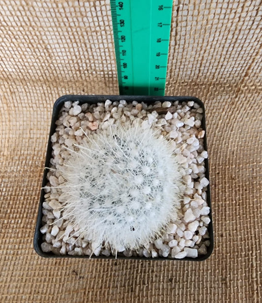 Mammillaria senilis Yolo Auto Find