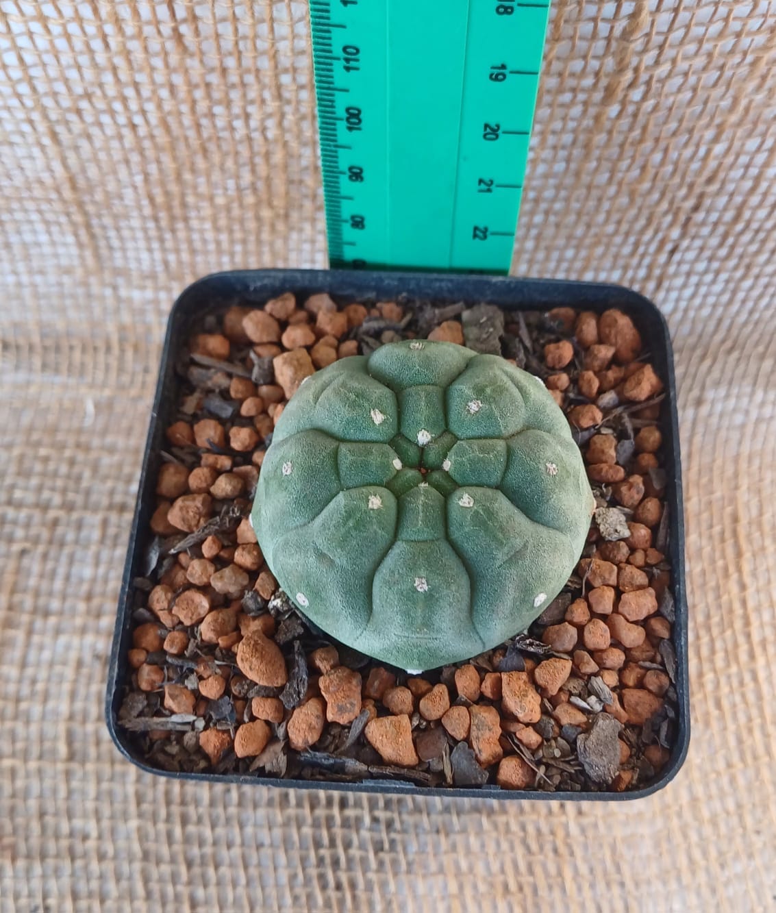 Matucana sp Yolo Auto Find