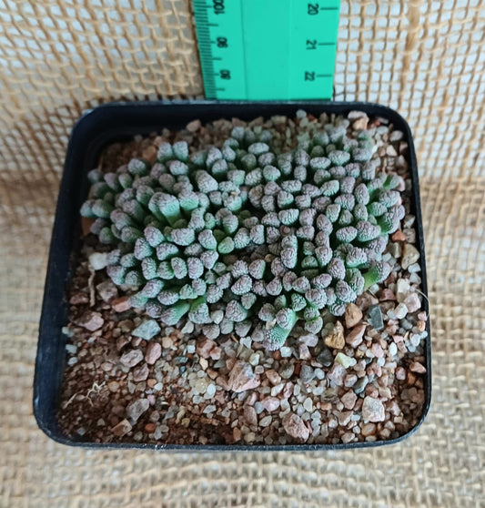 Neohenricia sibbettii (Coral plant) Yolo Auto Find