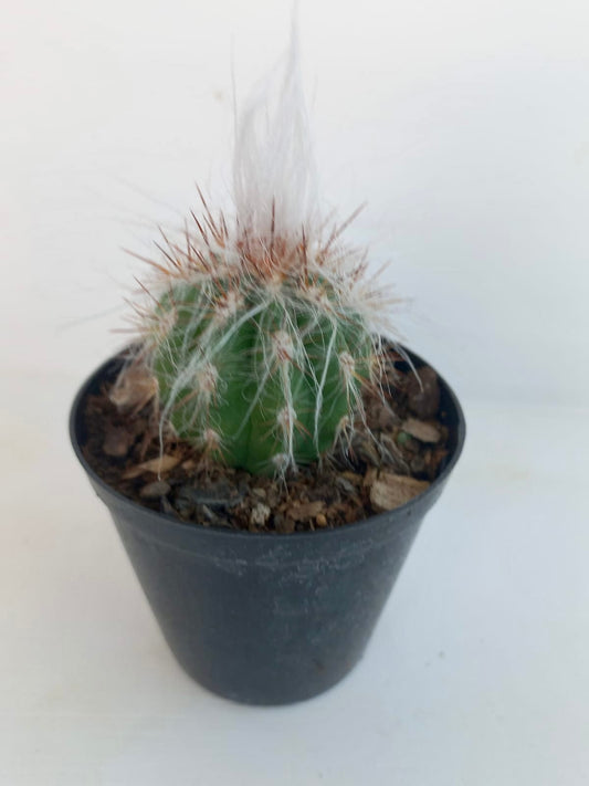 Oreocereus Celsianus (Old Man of the Andes) Yolo Auto Find