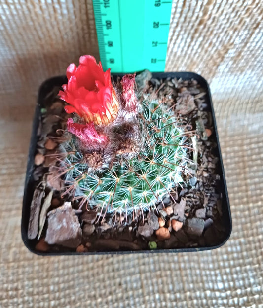 Parodia Red/Orange Yolo Auto Find