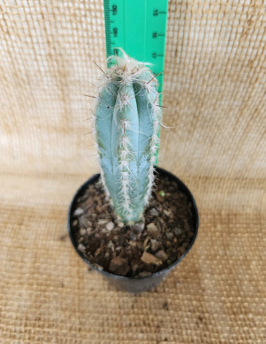 Piloscocereus Pachycladus Yolo Auto Find