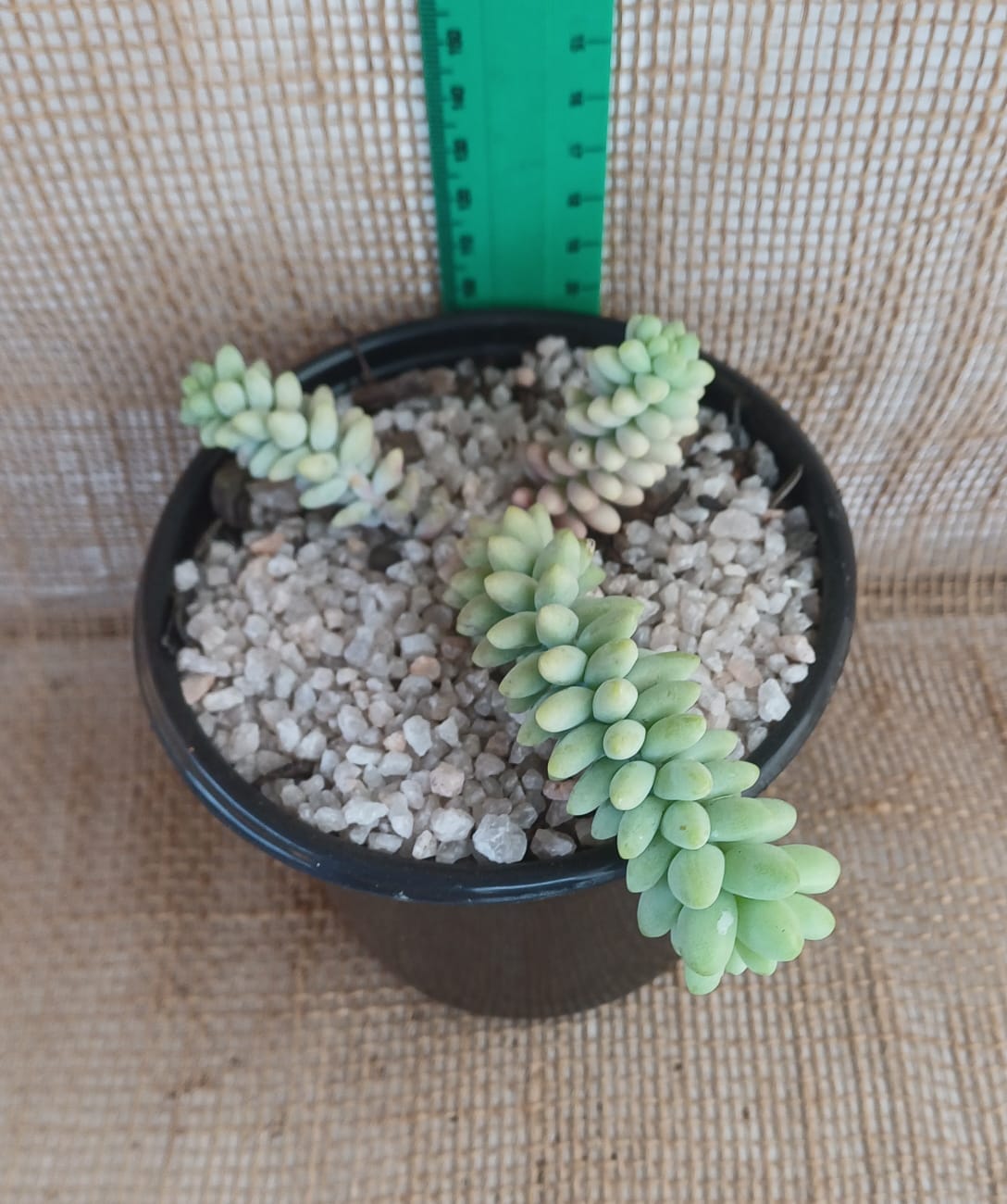 Sedum morganianum (Burro's tail) Yolo Auto Find