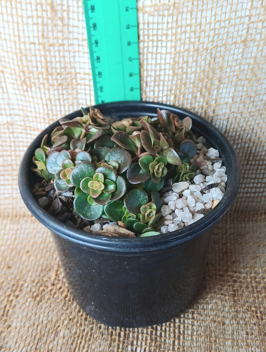 Sedum Ternatum Yolo Auto Find