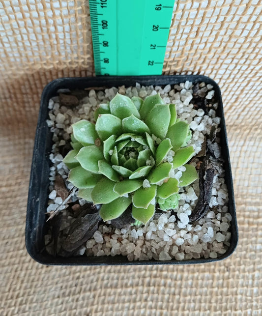 Sempervivum Yolo Auto Find