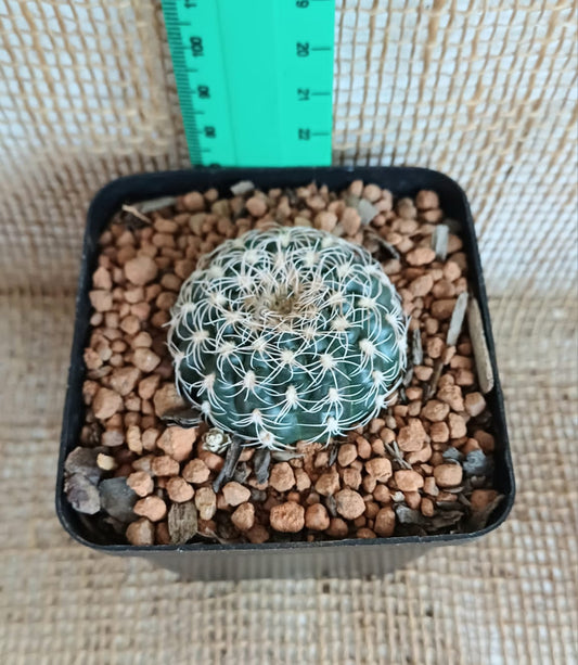 Sulcorebutia losenickyana sp. Yolo Auto Find