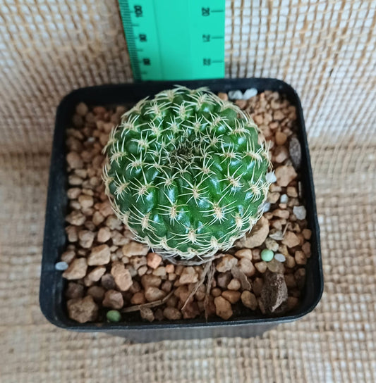 Sulcorebutia losenickyana sp. Yolo Auto Find