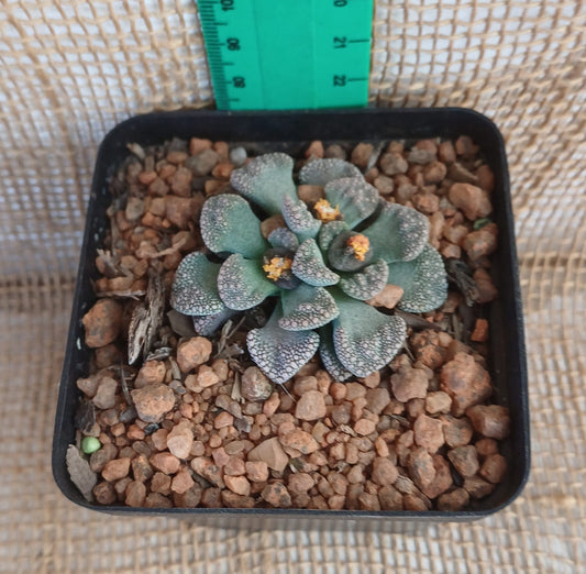 Titanopsis calcarea (Jewel plant) Yolo Auto Find