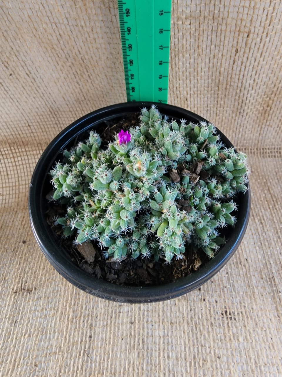 Trichodiadema Bulbosum (Perde Vygie) Purple Yolo Auto Find