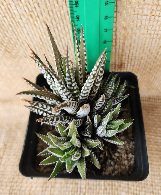 Zebra Haworthia Yolo Auto Find